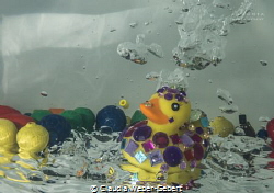 experiental underwater photography - rubber ducks underwater by Claudia Weber-Gebert 